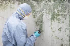 Best Environmental Consulting for Mold Prevention  in USA